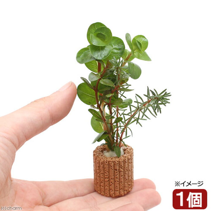 楽天市場 水草 ライフマルチ 茶 赤系ロタラミックス 水上葉 無農薬 １個 Charm 楽天市場店