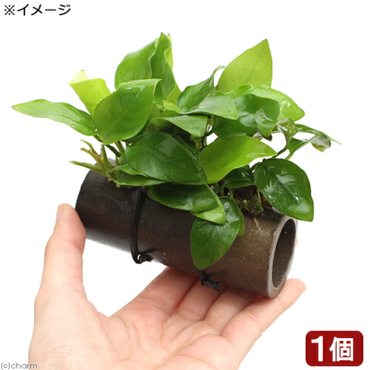 楽天市場 水草 益子焼 プレコの隠れ家 小 アヌビアスナナ ゴールデン付 水上葉 １個 Charm 楽天市場店