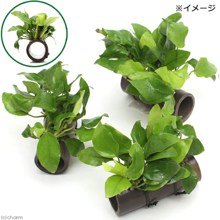 (水草)益子焼 プレコの隠れ家 小 アヌビアスナナ ゴールデン付(水上葉)(1個) charm アヌビスナナ(アヌビアスナナ)小