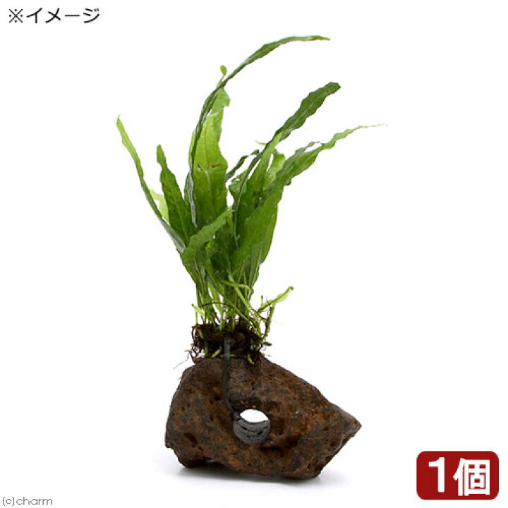 楽天市場 水草 ミクロソリウム プテロプスｓｐ ソフトリーフ インボイス 付 穴あき溶岩石 １個 北海道航空便要保温 Charm 楽天市場店