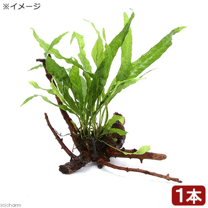 414円 総合福袋 水草 ミクロソリウム ウェンディロフ 流木 ｓｓサイズ １本 約１０ｃｍ