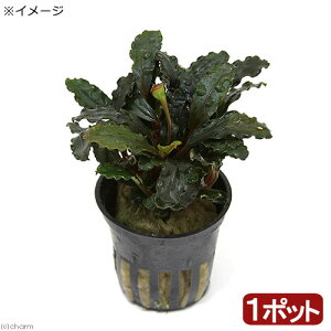 ijuZt@hspDbhigsJ|bgji1|bgj@kCEBq֗vۉ