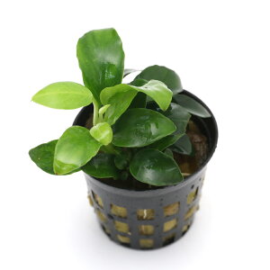 ijAkrAXii@v`itji1|bgj