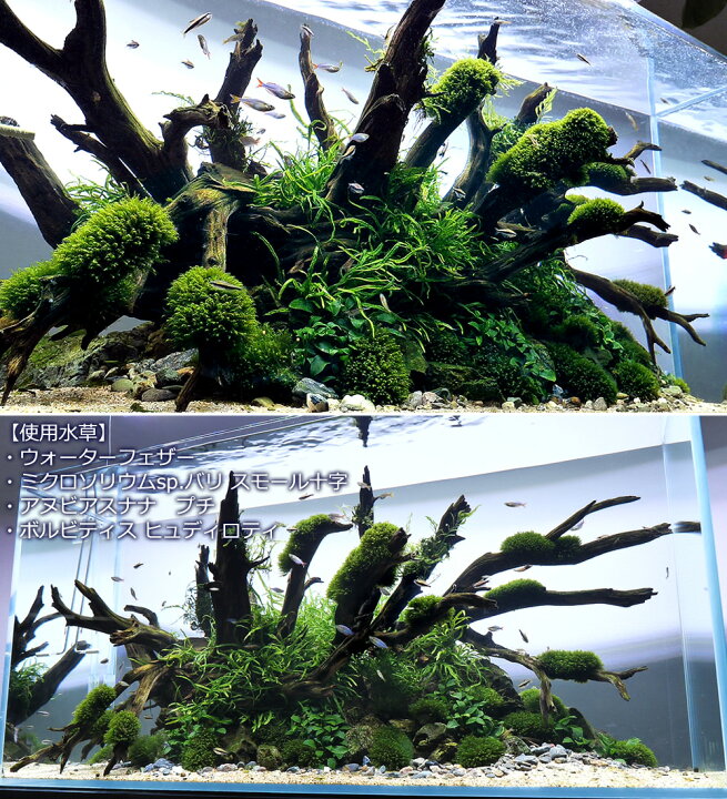 楽天市場 水草 アヌビアスナナ プチ 水上葉 3ポット分 Charm 楽天市場店 楽天市場 水草 アヌビアスナナ プチ 水上葉 3ポット分 Charm 楽天市場店