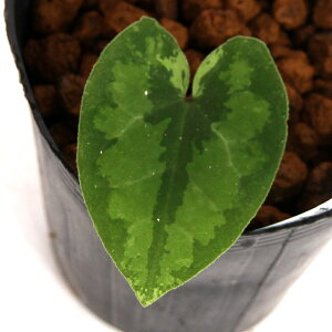 iR쑐jJAICijTJTCViאhj3i1|bgj