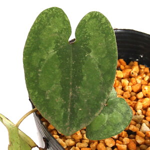 iR쑐jJAICijTEAICiRzj3i1|bgj