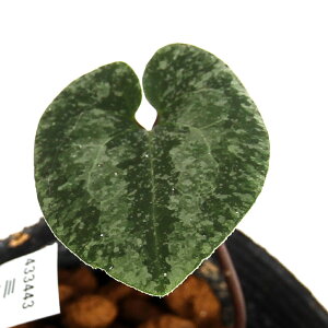 iR쑐jJAICij~RAICisj3i1|bgjÓT|