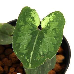 iR쑐jJAICijc`OJAICiyIj3i1|bgj