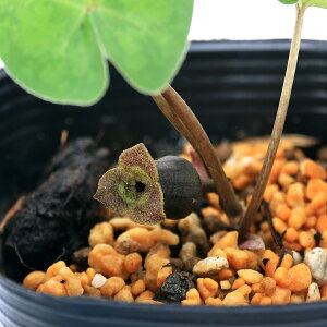 iR쑐jJAICijXgEJAICixji1|bgjÓT|