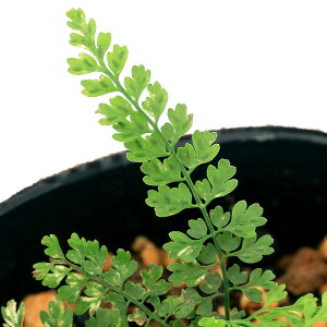 iR쑐jV_irjCgmIiՃmj3i1|bgjΐN