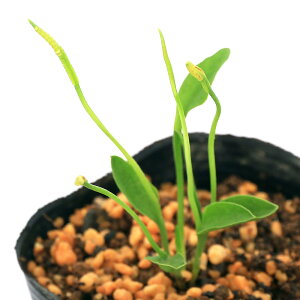 iR쑐jV_irjRniXikj3i1|bgjhixԁj