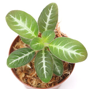 ieEjRhm{GAcfDv~@Riau@sumaterai1|bgj@kCEBq֗vۉ