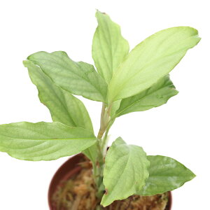 ieEjhXpTspDIquitos@Greeni1|bgj@kCEBq֗vۉ