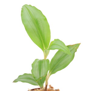 ieEjtXRp@GKX@Ecuadori1|bgj@kCEBq֗vۉ