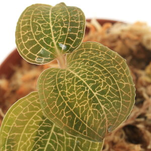 ieEjfBVA@fBXJ[×AlNgLXcvDENCii1|bgj@kCEBq֗vۉ