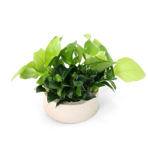 ijnjJVF^[@񂹐A~bNX@VerDiiS[fiiv`itji1j