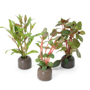 ij[ICgOiO[j܂Ԍn@1itji_ji1j