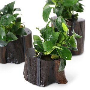 ijAkrAXii@v`@؂芔؁@~jTCYitji3j