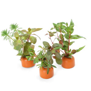 ij[ICgOiIWj܂gt~bNXitji_ji3j