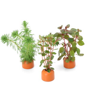 ij[ICgOiIWj܂Ԍn@3itji_jie1j