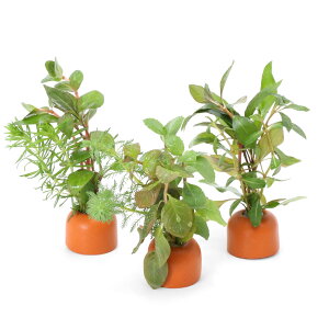 ij[ICgOiIWj񂹐A~bNXitji_ji5j