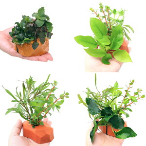 ij[ICgiIWjU@{TC@4Zbgitjie1j