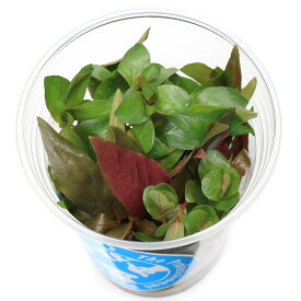 （水草）イキイキカップ入り水草　紅葉　～KOUYOU～　4種（無農薬）（水上葉）（1カップ）（水草説明書付）