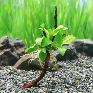 ijā@AkrAXc[@S[fitji1{ji15cm`j@kCEBq֗vۉ