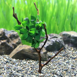 ijā@AkrAXc[@v`itji1{ji15cm`j@kCEBq֗vۉ