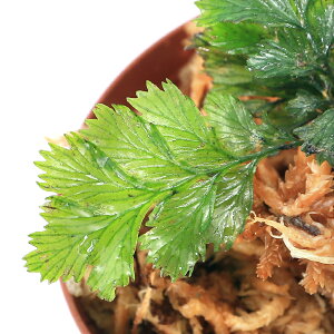 ieEjZt@}lXspDSaille@Forest@ew@Caledoniai1|bgj@kCEBq֗vۉ