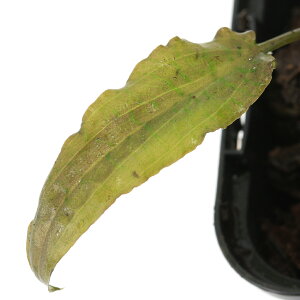 (水草)クリプトコリネ ナカモトイ Sekadau Kalimantan産(水上葉)(1ポット) 北海道航空便要保温