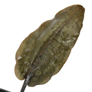 ijNvgRl@tXJ@BelitungYitji1|bgj@kCEBq֗vۉ