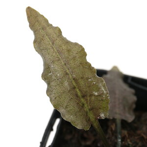 ijNvgRl@tXJ@Eh@Sg@KalimantanYitji1|bgj@kCEBq֗vۉ