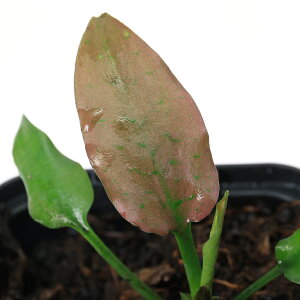 ijNvgRlspDzCgt[@Sg@KalimantanYitji1|bgj@kCEBq֗vۉ