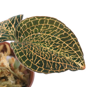 ieEjAlNgLX@HybRoseGoldi1|bgj@kCEBq֗vۉ