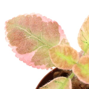 ieEjGsXVA@sNX[Ni1|bgj@kCEBq֗vۉ