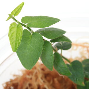 ieEjtBJXspDNanga@Pinohi1Jbvj@kCEBq֗vۉ