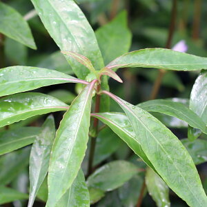 ijnCOtB@R{[T@Jitji_ji10{j