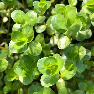 ij^@gfBtHAitji_ji50{j