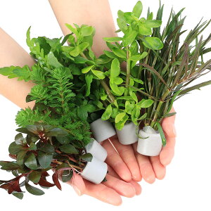 ijuȒP@}`OzCgij@܂5Zbgitji_j