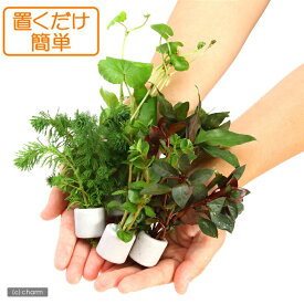 （水草）置くだけ簡単　マルチリングホワイト（白）　おまかせ水草10個セット（水上葉）（無農薬）