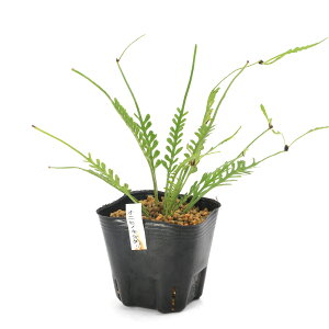 iϗtAjV_@IjqmLV_iAXvjE@P]Cj@3i1jixԁj