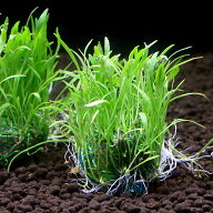 （水草）★育成済★　コブラグラス　ボール（水上葉）（無農薬）（3個）
