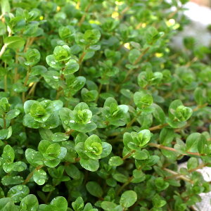 ij^@gfBtHA@\itji_ji10{j