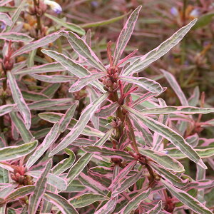 ijnCOtBspD`Citji_ji6{j