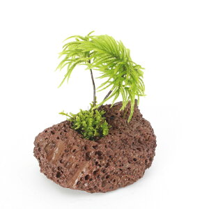 (テラリウム)苔 苔盆栽 コウヤノマンネングサ穴あき溶岩石(無農薬)(1個)