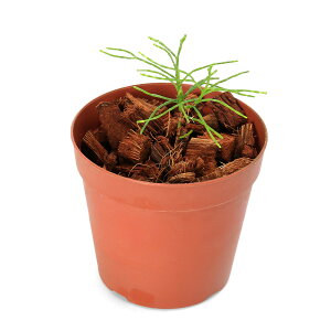 ieEj_@JXAispDj[JhjAYi434330j3i1|bgj