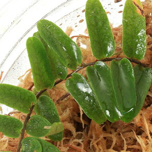 ieEj}NOrAspDi[i1Jbvj@kCEBq֗vۉ