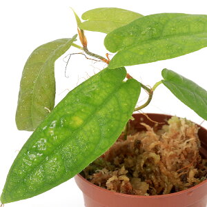 ieEjtBJXspDGunung@Besari1|bgj@kCEBq֗vۉ