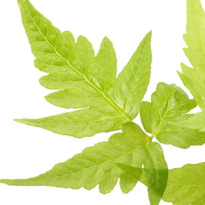 ieEjeN^AspDPrachuap@Khiri@Khani1|bgj@kCEBq֗vۉ